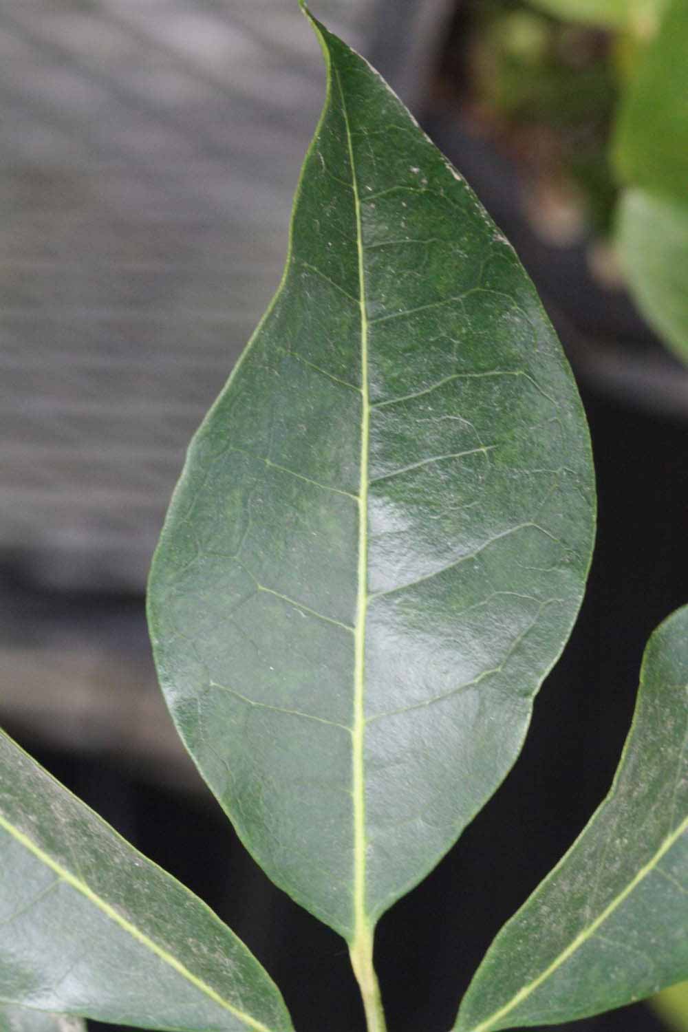              Leaflet (Riverside, CA)       